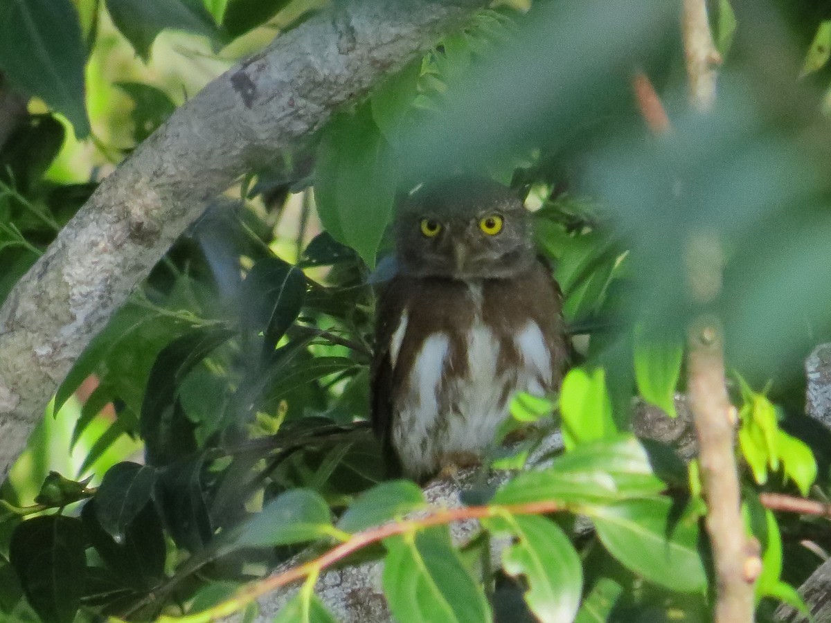 Amazonian Pygmy-Owl - Thomas Collins