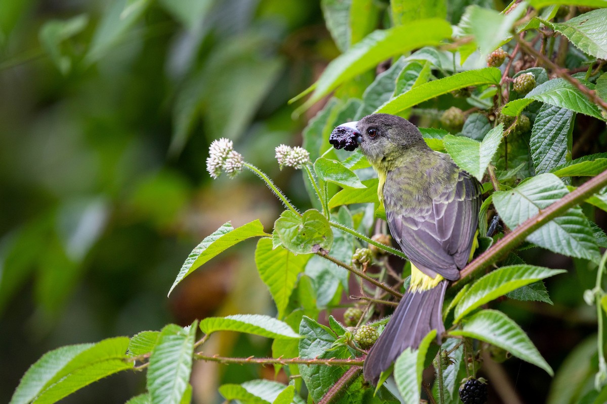 Flame-rumped Tanager - ML358164211