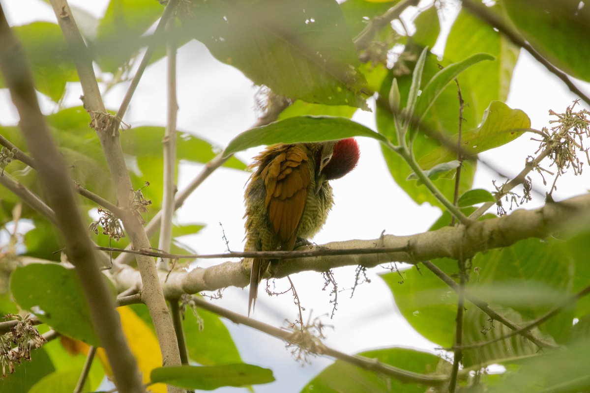 Golden-olive Woodpecker - ML358164791