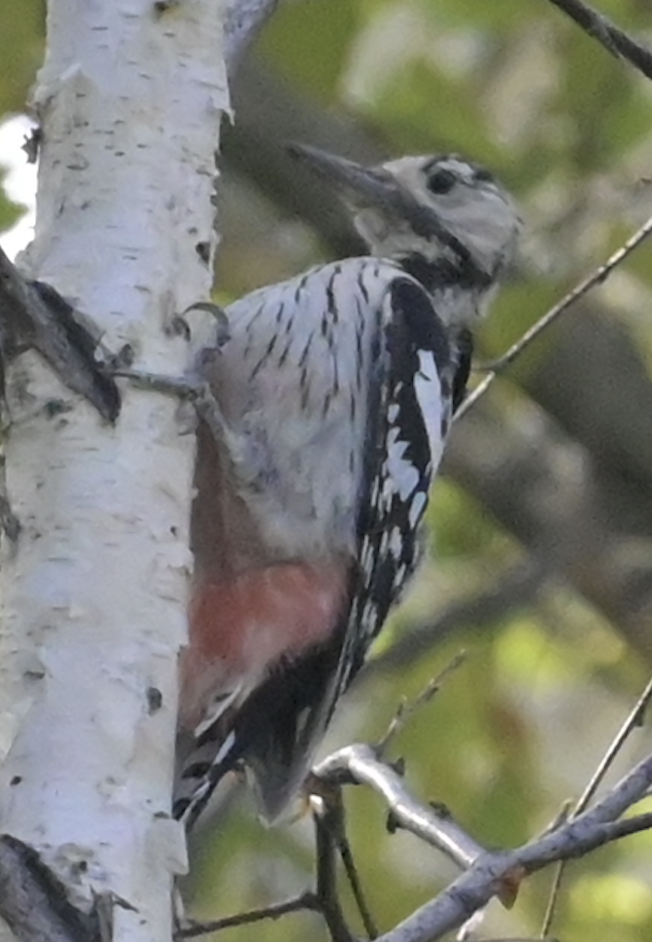 White-backed Woodpecker - ML358167271