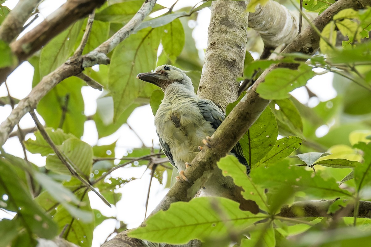 Large Green-Pigeon - Wich’yanan Limparungpatthanakij