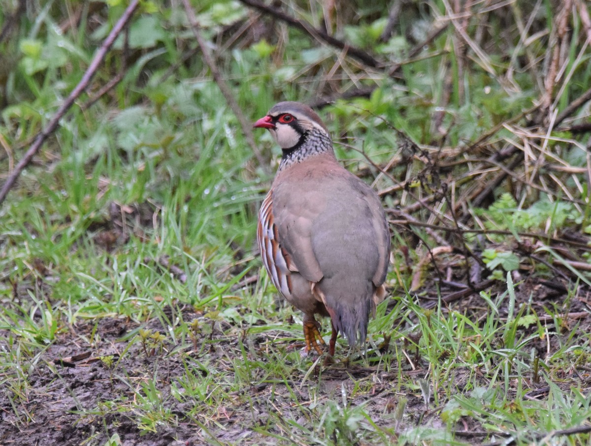 Red-legged Partridge - A Emmerson