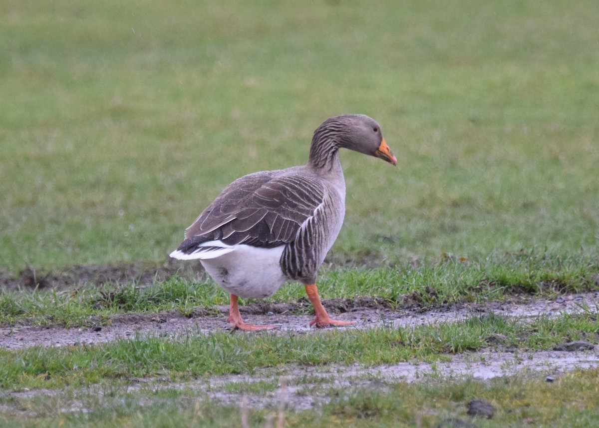 Graylag Goose (European) - A Emmerson
