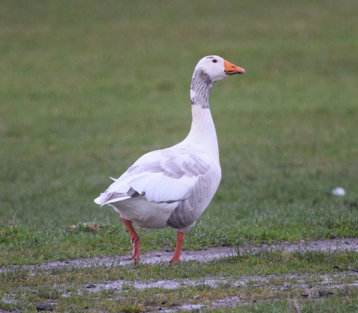 Graylag Goose (Domestic type) - A Emmerson