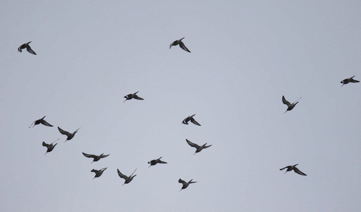 Black-tailed Godwit - A Emmerson