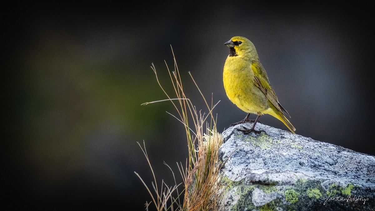 Yellow-bridled Finch - Karsten Bidstrup