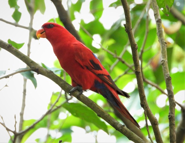 Red lory deals