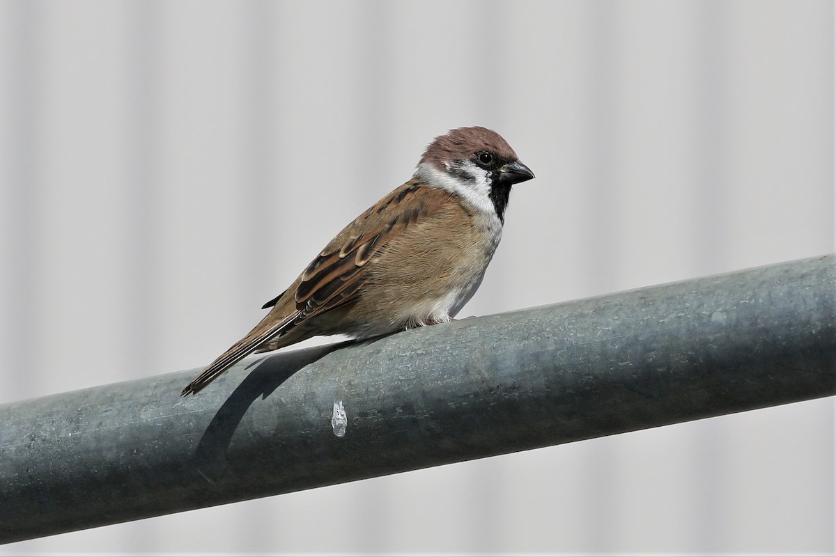 Eurasian Tree Sparrow - ML358184831