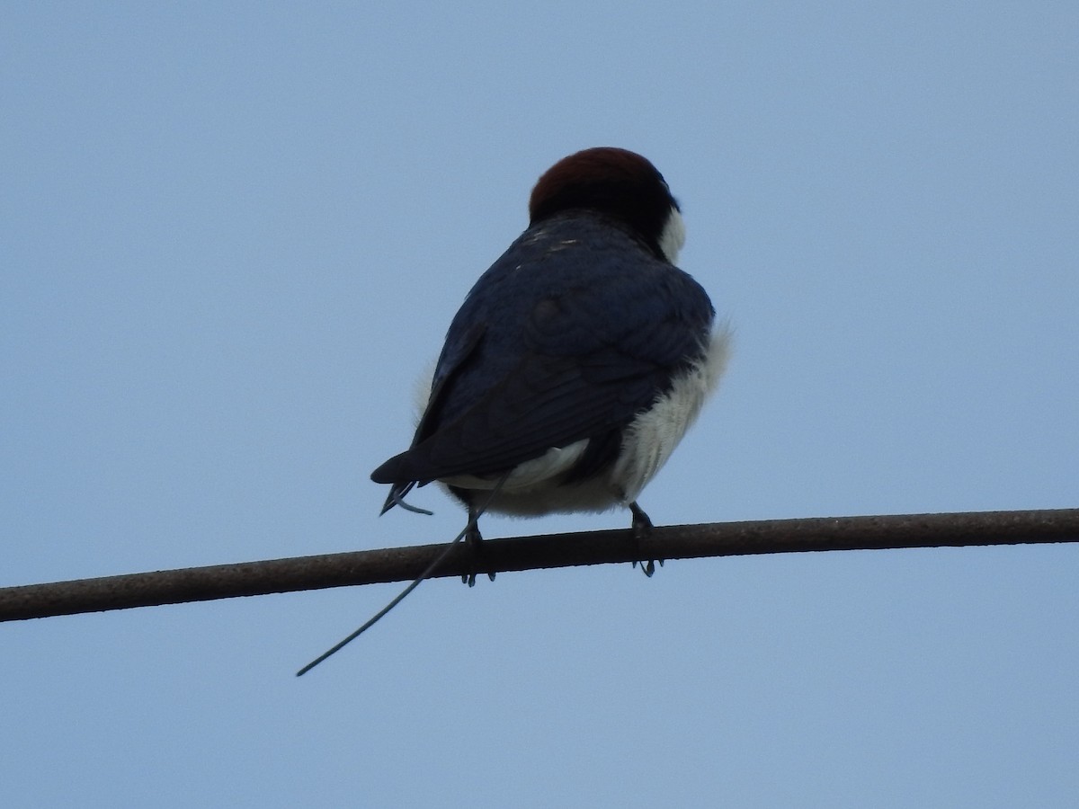 Wire-tailed Swallow - ML358186011