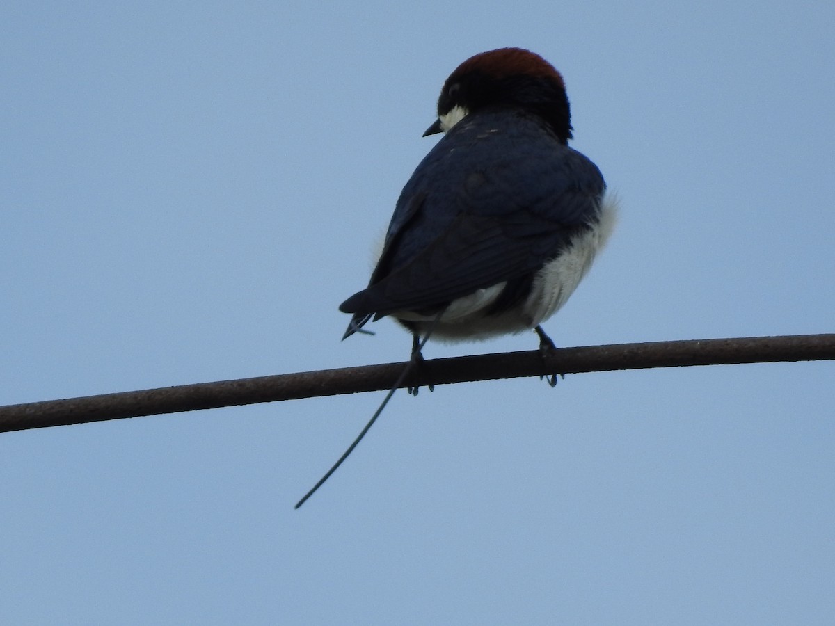 Wire-tailed Swallow - ML358186021