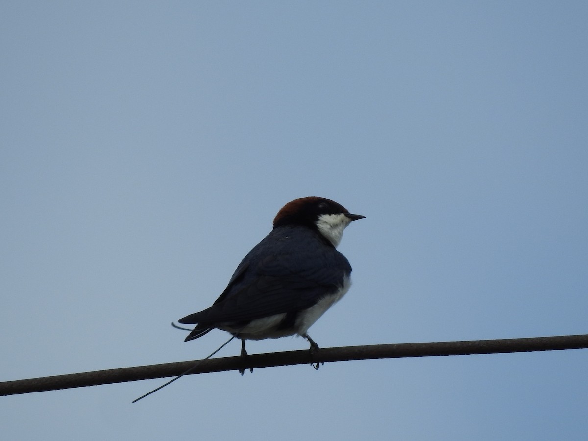 Wire-tailed Swallow - ML358186341