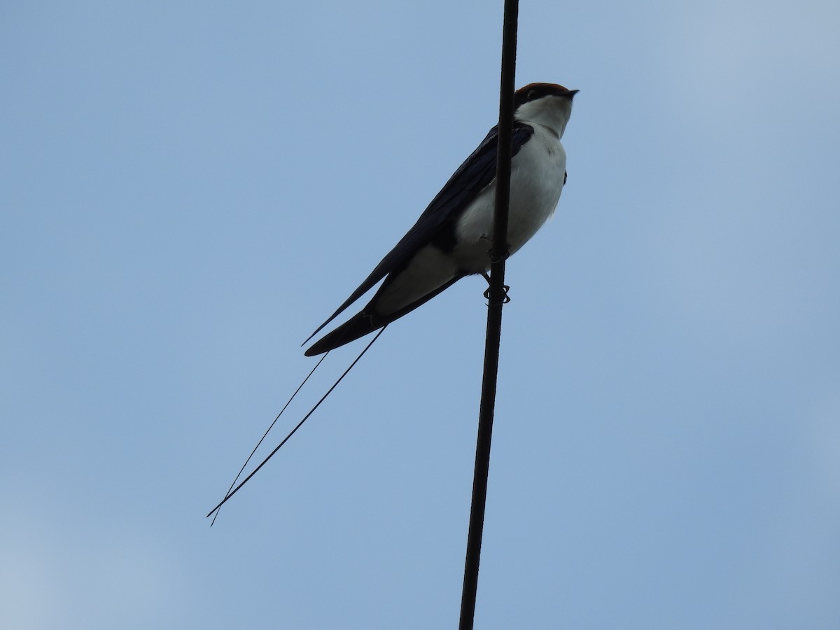 Wire-tailed Swallow - ML358186361