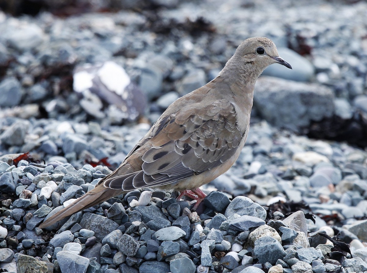 Mourning Dove - Charles Fitzpatrick
