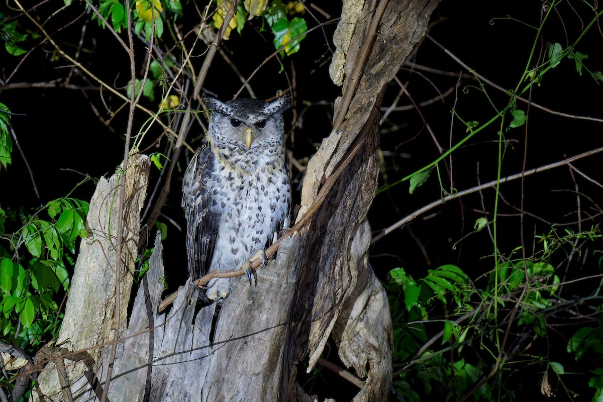 Spot-bellied Eagle-Owl - Vincent Wang