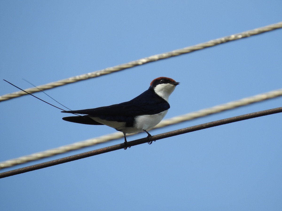 Wire-tailed Swallow - ML358187501