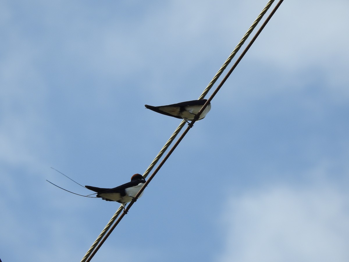 Wire-tailed Swallow - ML358187551