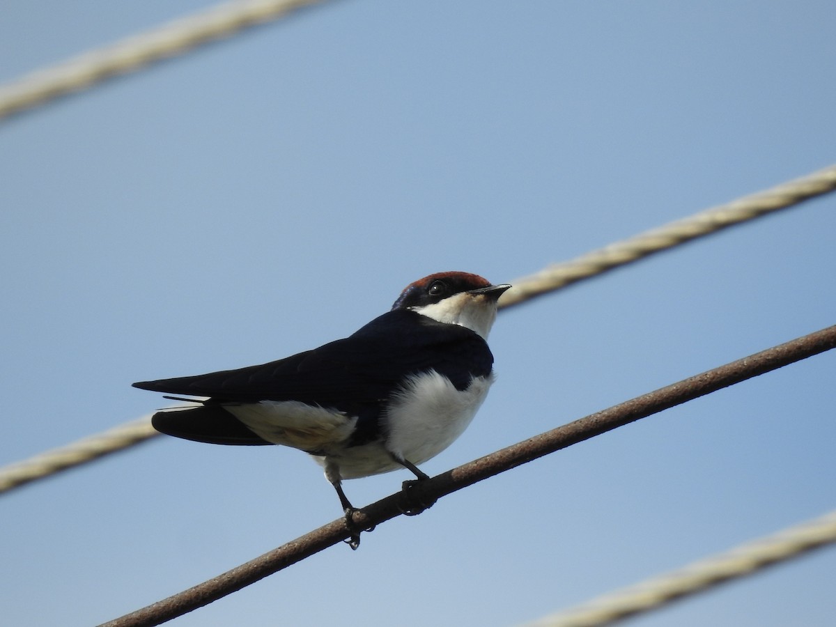 Wire-tailed Swallow - ML358187631