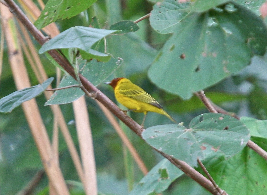 Yellow Warbler (Mangrove) - ML35819051