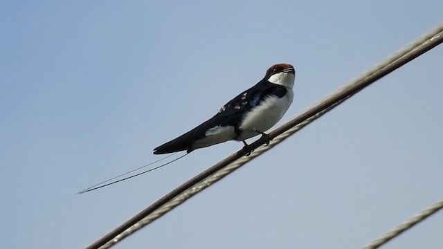 Wire-tailed Swallow - ML358191311