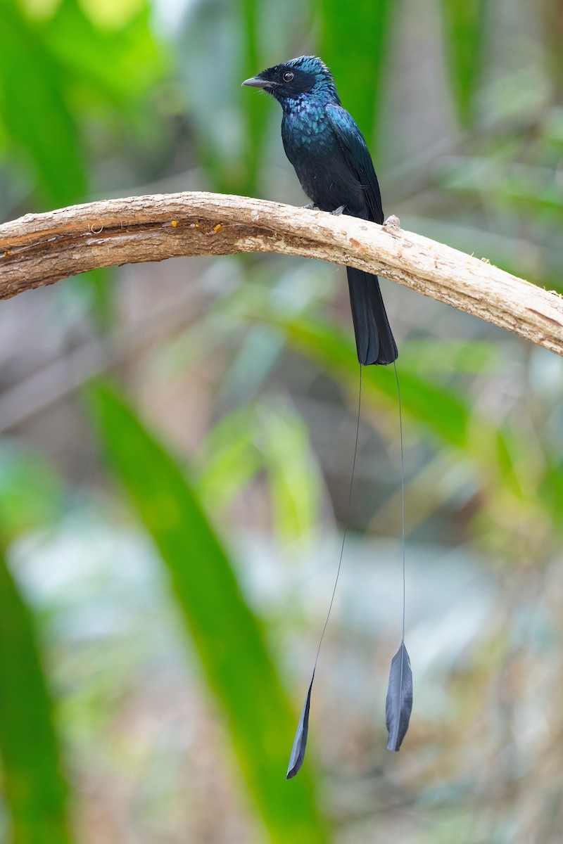 Lesser Racket-tailed Drongo - ML358191621
