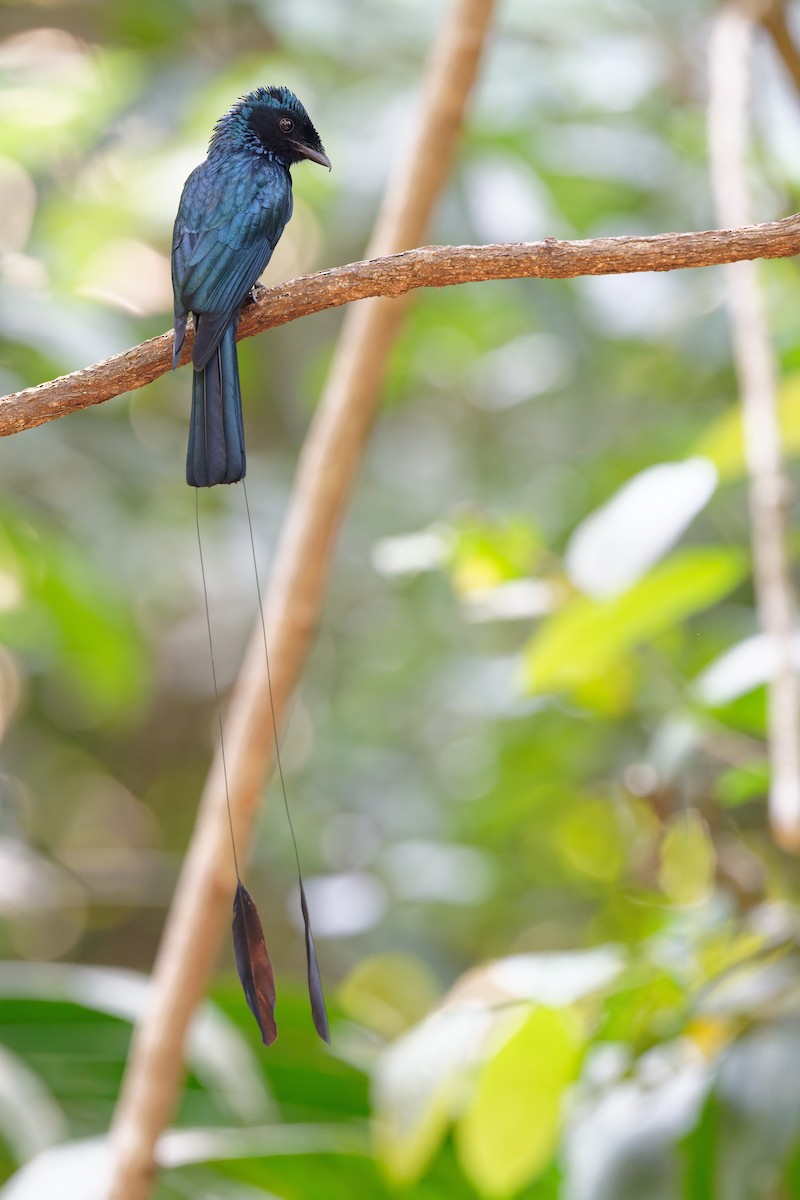 Lesser Racket-tailed Drongo - ML358191631