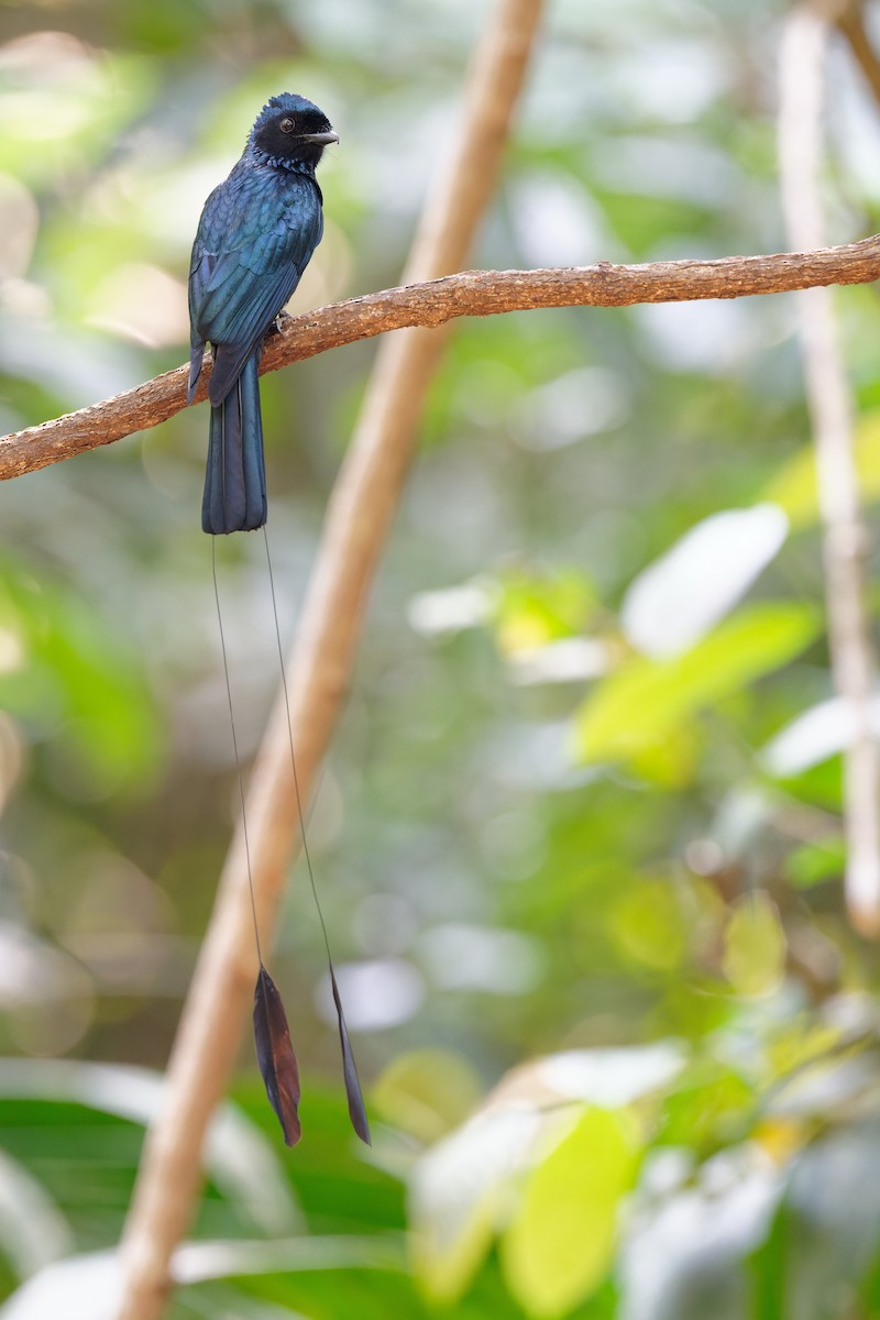 Lesser Racket-tailed Drongo - ML358191651