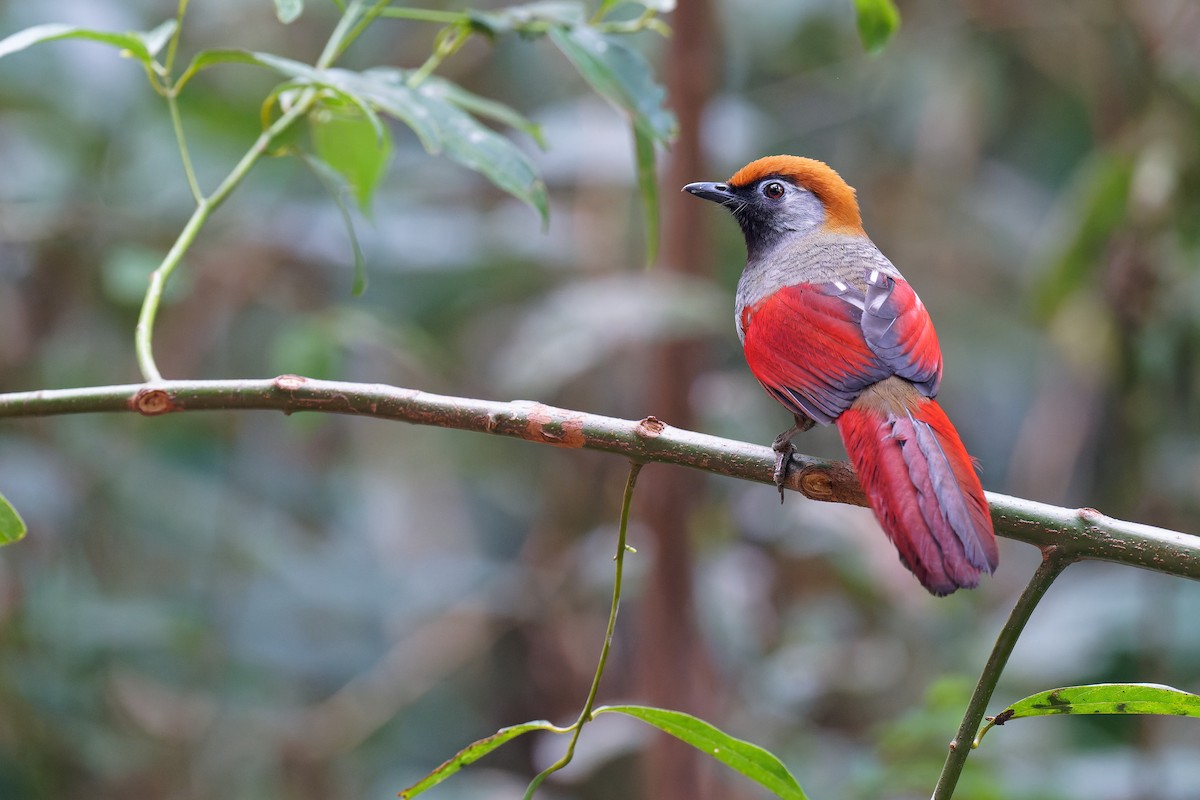 Red-tailed Laughingthrush - Vincent Wang