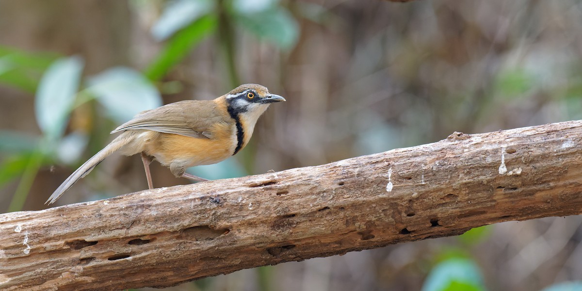 Lesser Necklaced Laughingthrush - ML358192221
