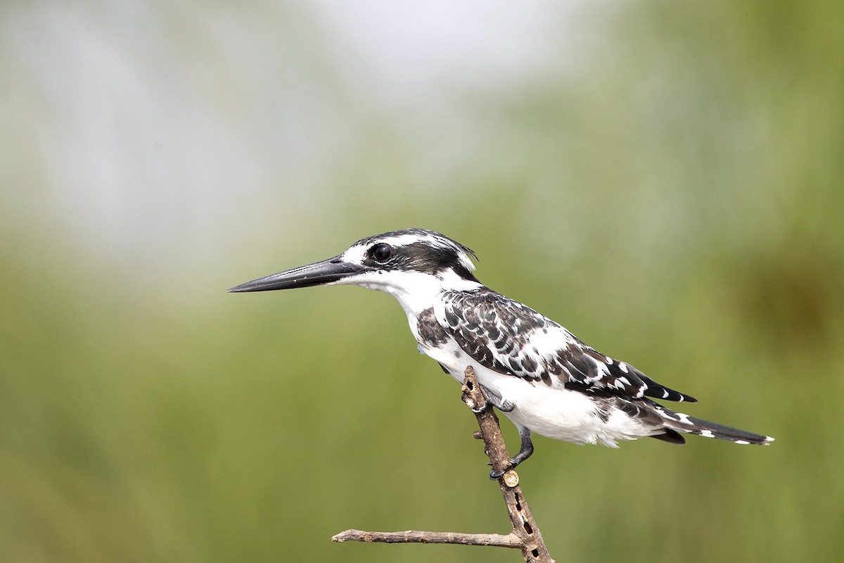 Pied Kingfisher - Niall D Perrins