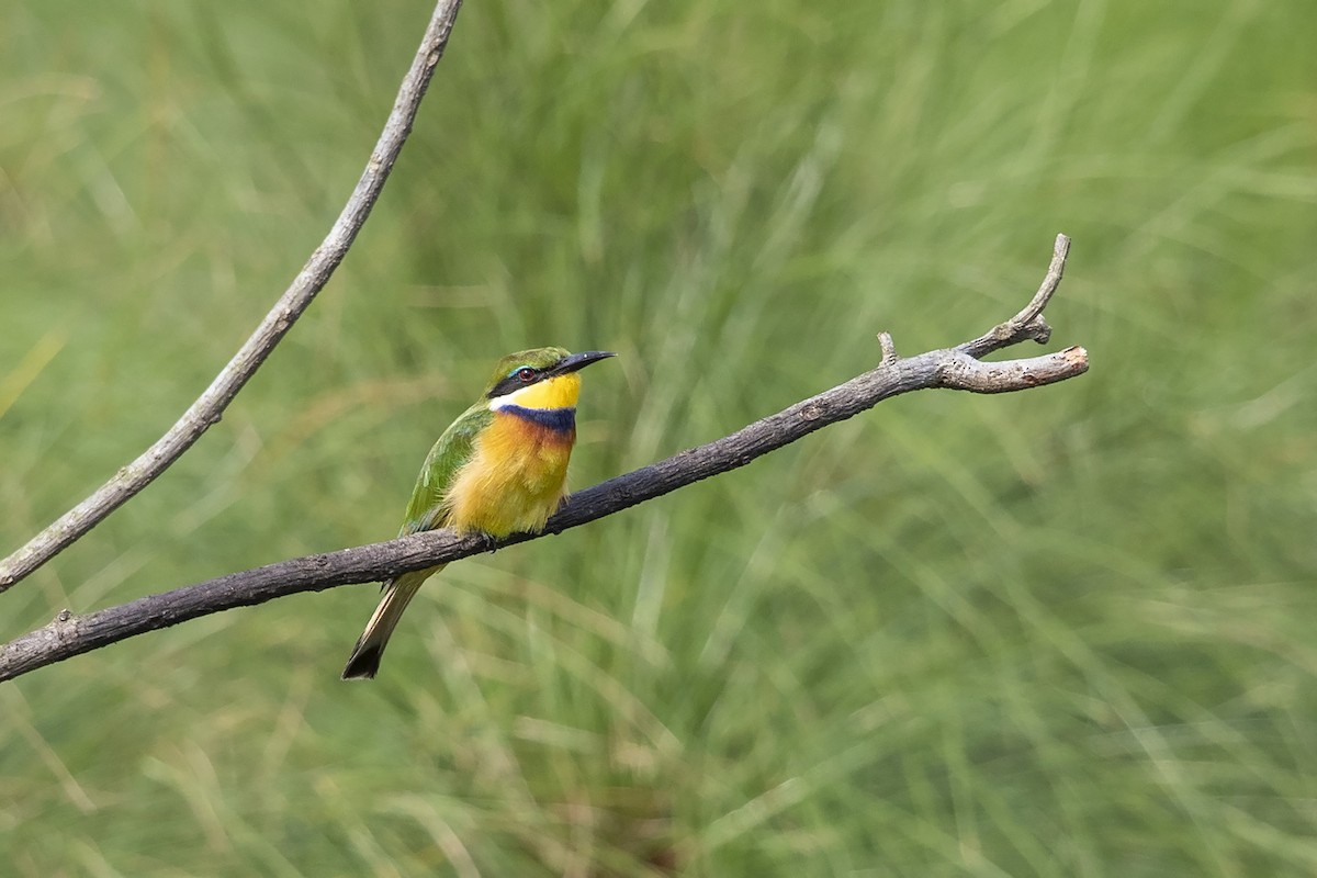 Blue-breasted Bee-eater - ML358194191