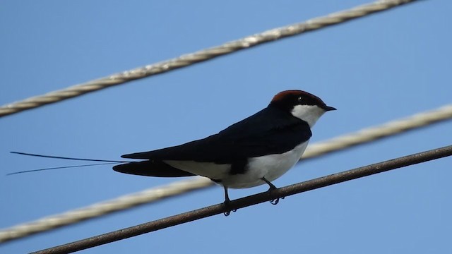 Wire-tailed Swallow - ML358203061