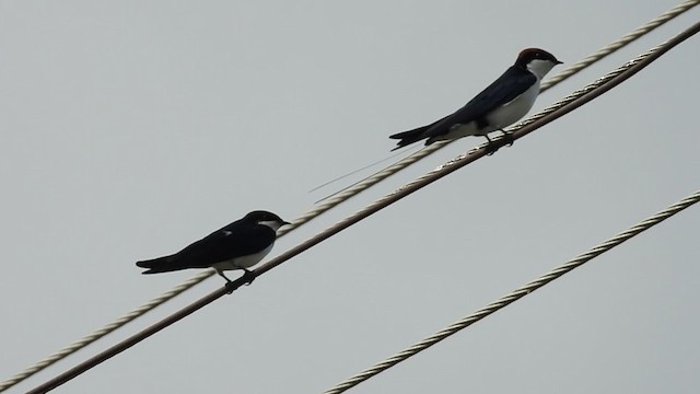 Wire-tailed Swallow - ML358203131