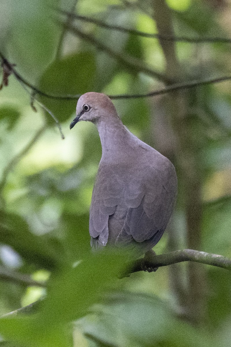 Gray-chested Dove - ML358203981