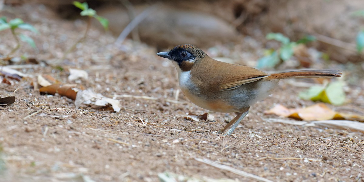 Gray-sided Laughingthrush - Vincent Wang