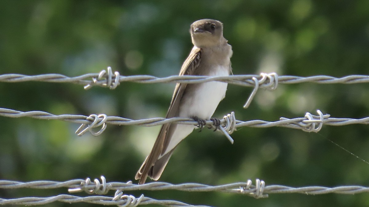Northern Rough-winged Swallow - ML358205851