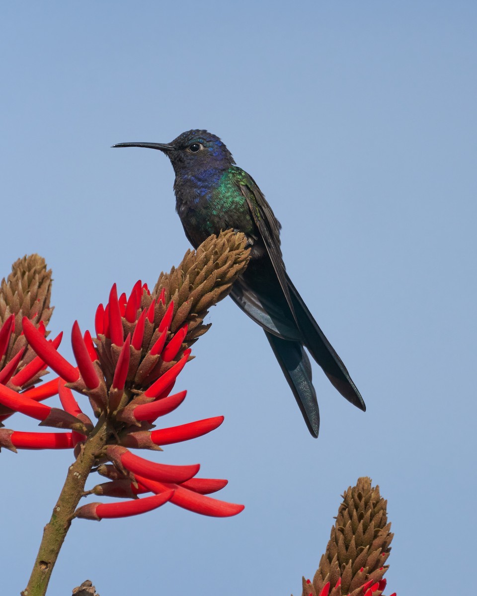 Swallow-tailed Hummingbird - Daniel Alfenas