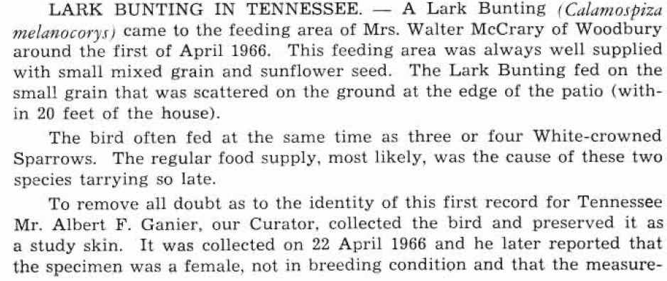 Lark Bunting - Tennessee Rare Bird Records