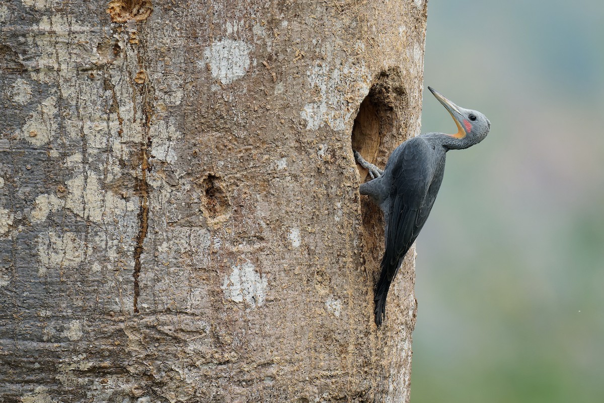 Great Slaty Woodpecker - Vincent Wang