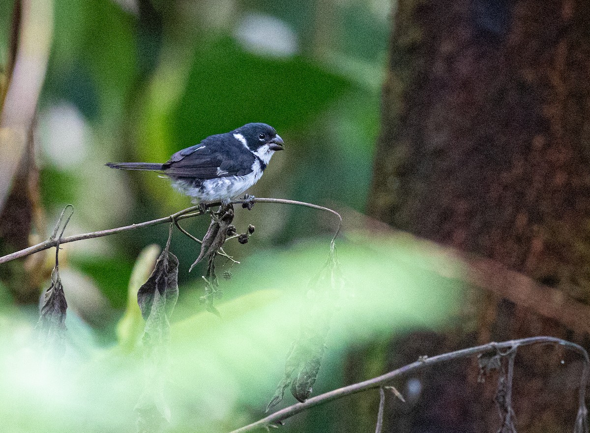 Variable Seedeater (Variable) - ML358206581
