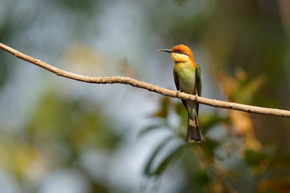Chestnut-headed Bee-eater - Vincent Wang