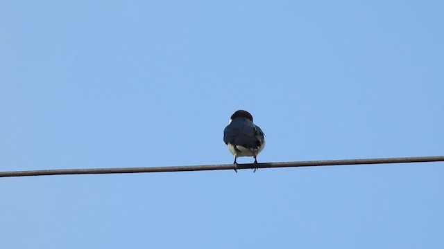 Wire-tailed Swallow - ML358212881