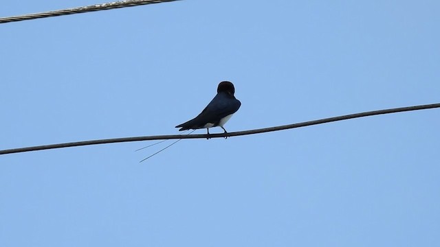 Wire-tailed Swallow - ML358212901