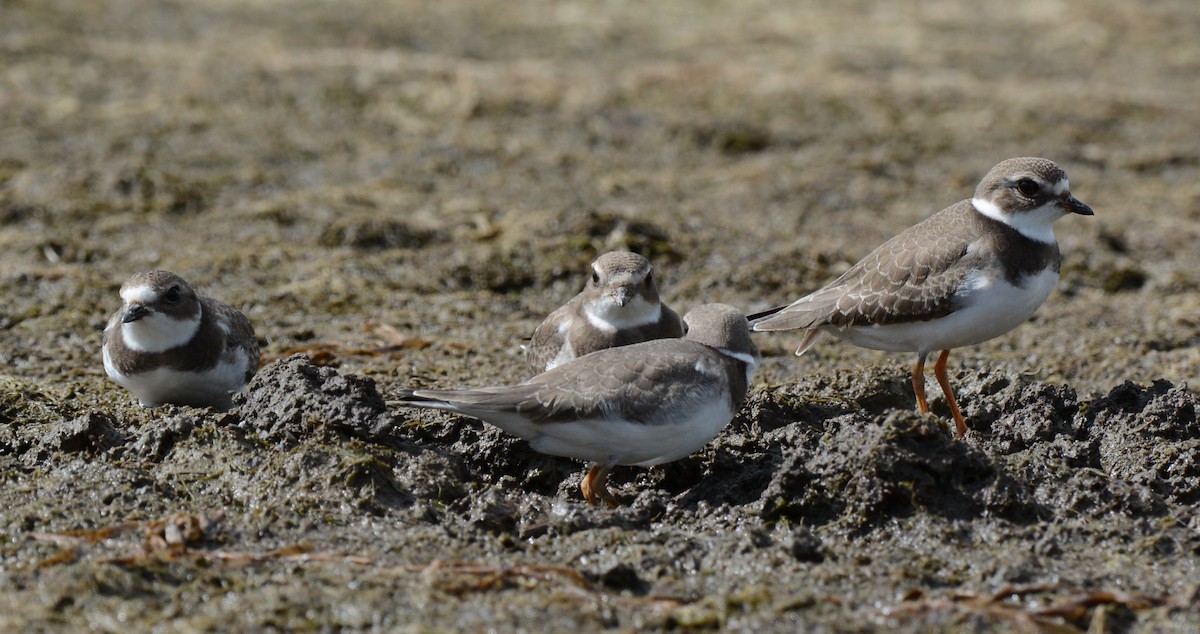Semipalmated Plover - ML35821561