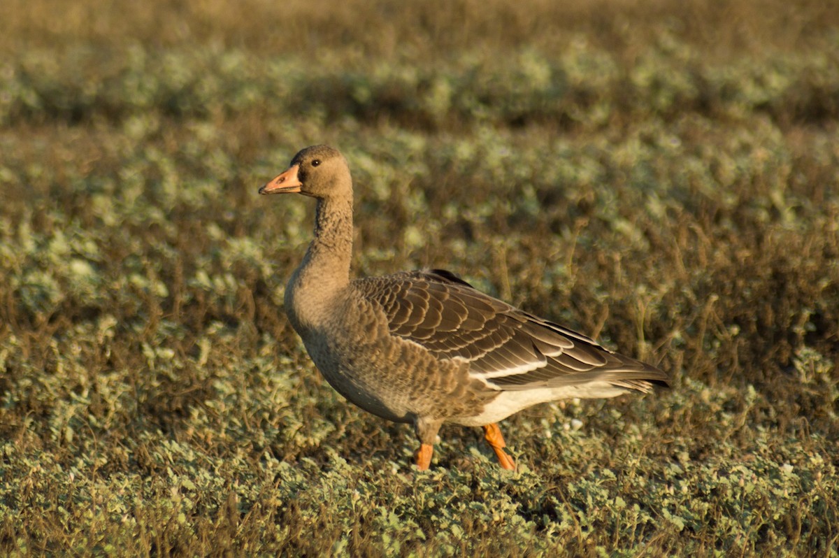 Greater White-fronted Goose - ML35821641