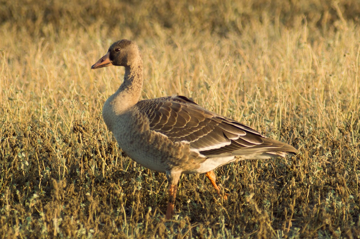 Greater White-fronted Goose - Roberto Pineda