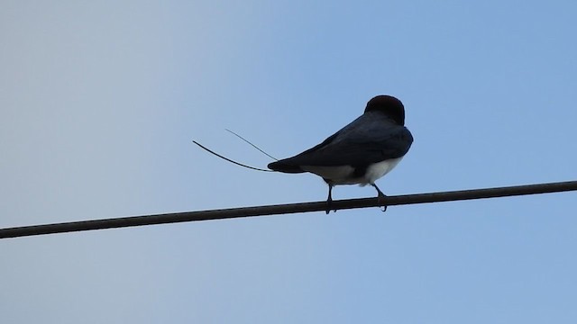 Wire-tailed Swallow - ML358218081