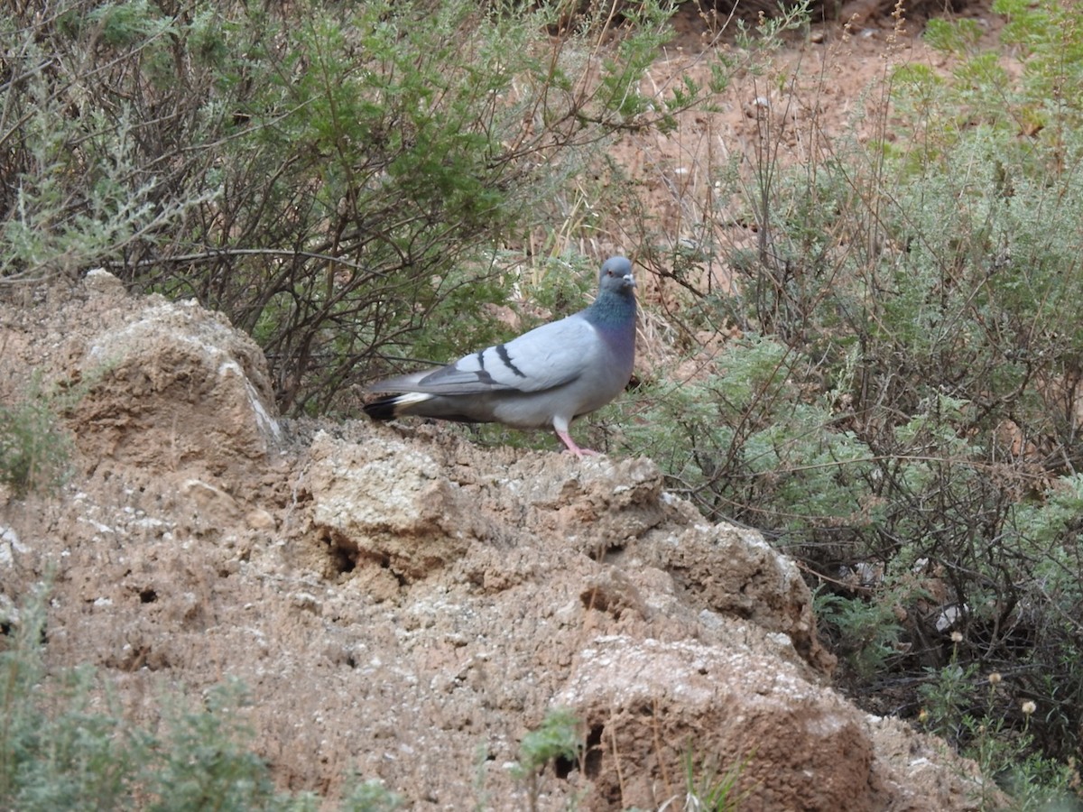 Pigeon des rochers - ML358219951