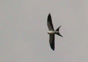 Swallow-tailed Kite - Esa Jarvi