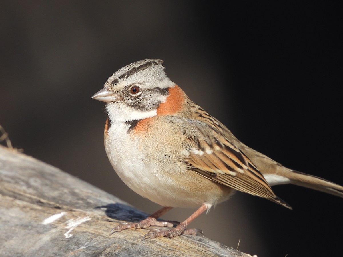 Rufous-collared Sparrow - Matías Hernández