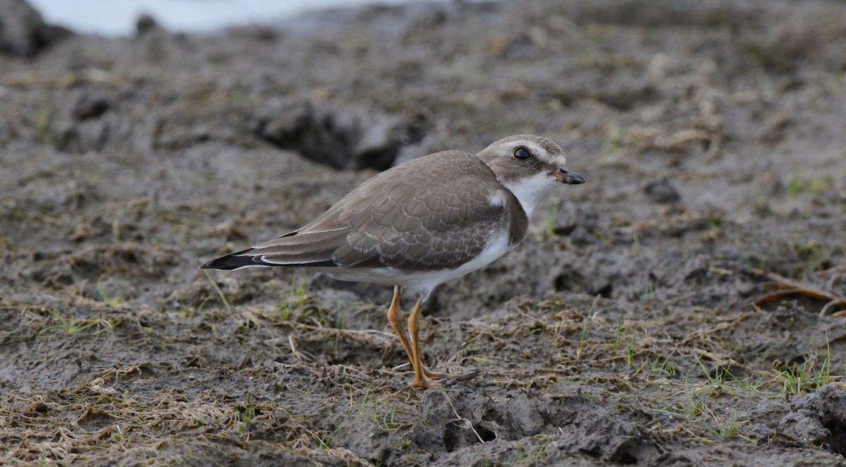 Semipalmated Plover - ML35822601